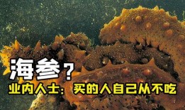 海参最新爆料图片,探寻海洋珍馐的神秘面纱